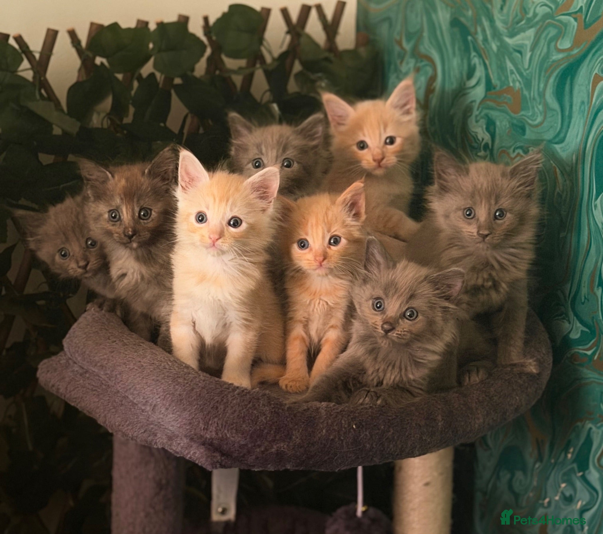 Maine Coon cats Maine Coon kittens for Sale 🐺  - Advert 4