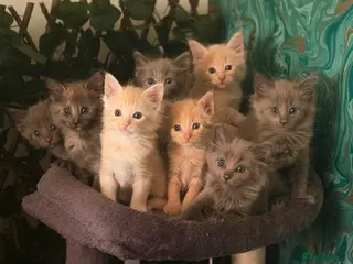 Maine Coon cats Maine Coon kittens for Sale 🐺 - Advert 1