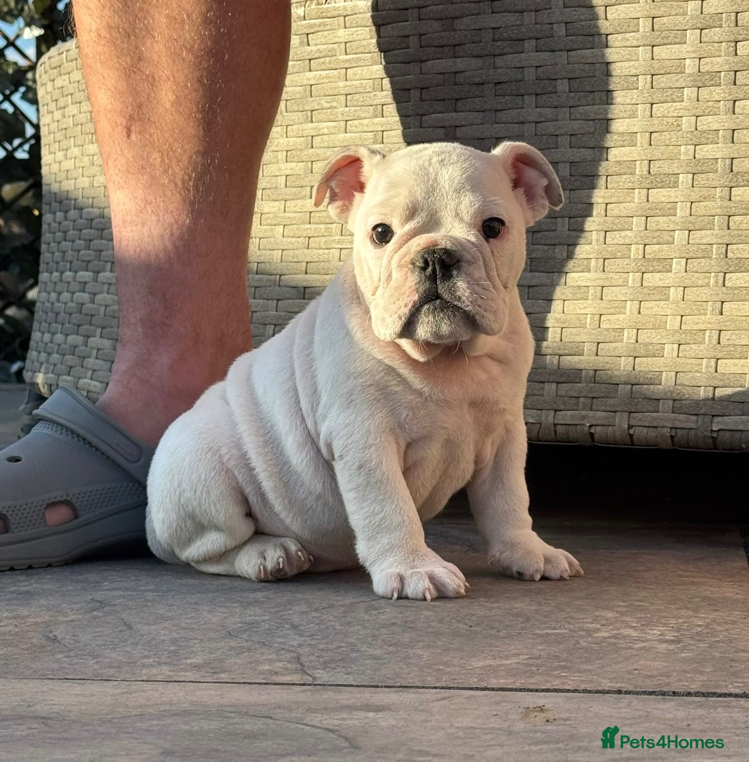 English Bulldog dogs LAST LITTLE GIRL AVAILABLE - READY NOW - Advert 5