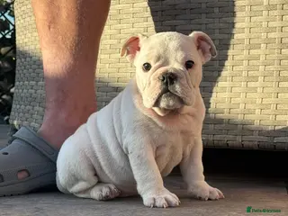 English Bulldog dogs REDUCED LAST LITTLE GIRL READY NOW - Advert 14