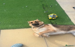 German Shepherd dogs for sale: 10 month old female German shepherd - Image 2