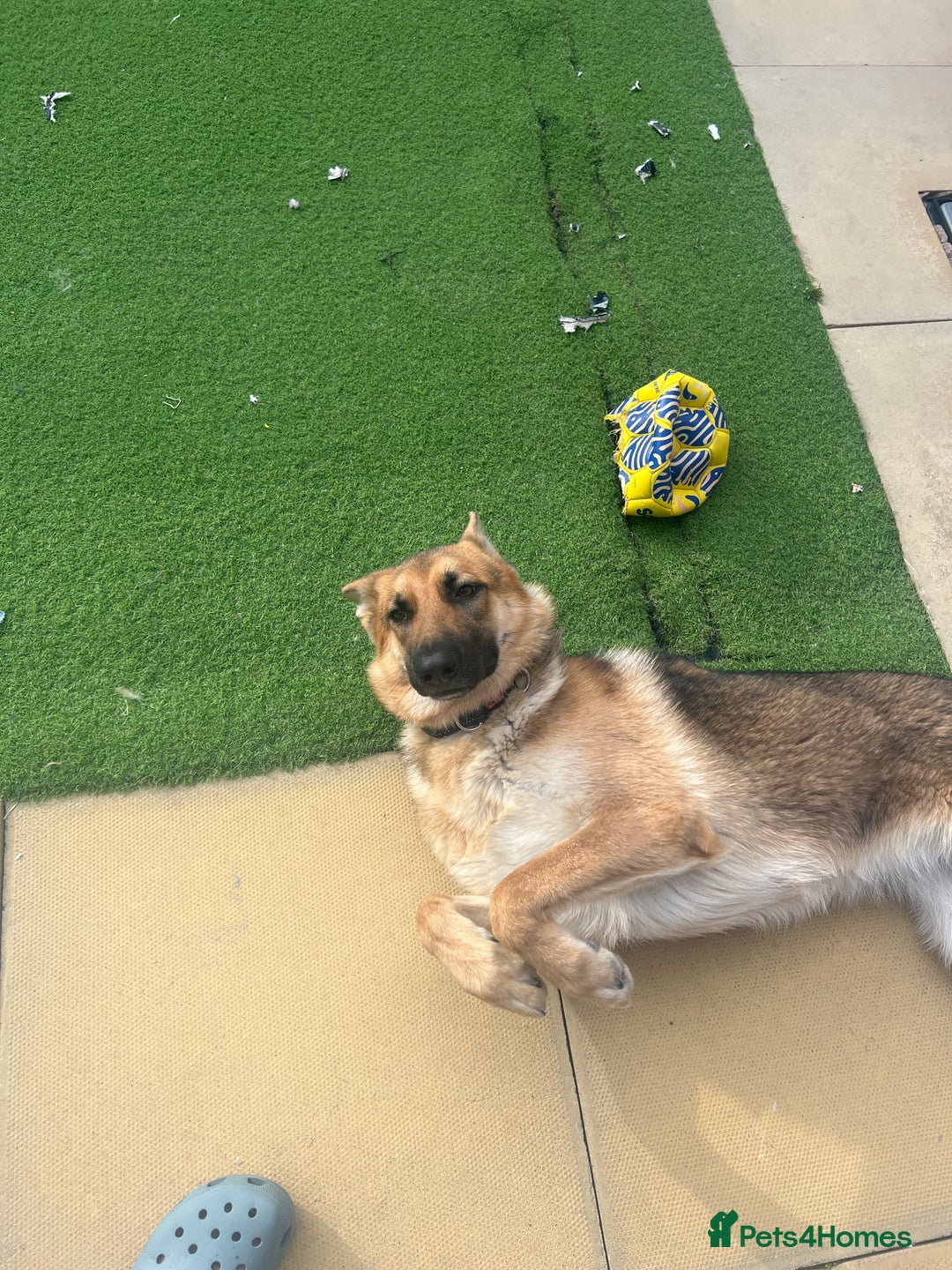 German Shepherd dogs for sale: 10 month old female German shepherd - Image 2