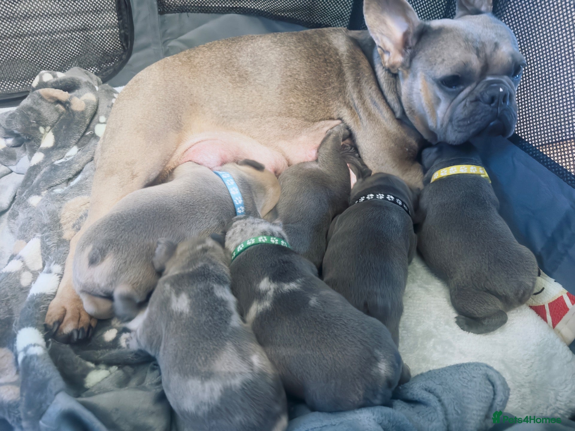 French Bulldog dogs for sale: 6 Beautiful French Bulldog Puppies  - Advert 1