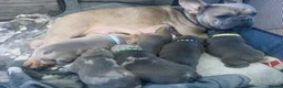 French Bulldog dogs for sale: 6 Beautiful French Bulldog Puppies  - Advert 1