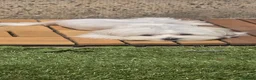 Maltese dogs for sale: Beautiful miniature female - Advert 14