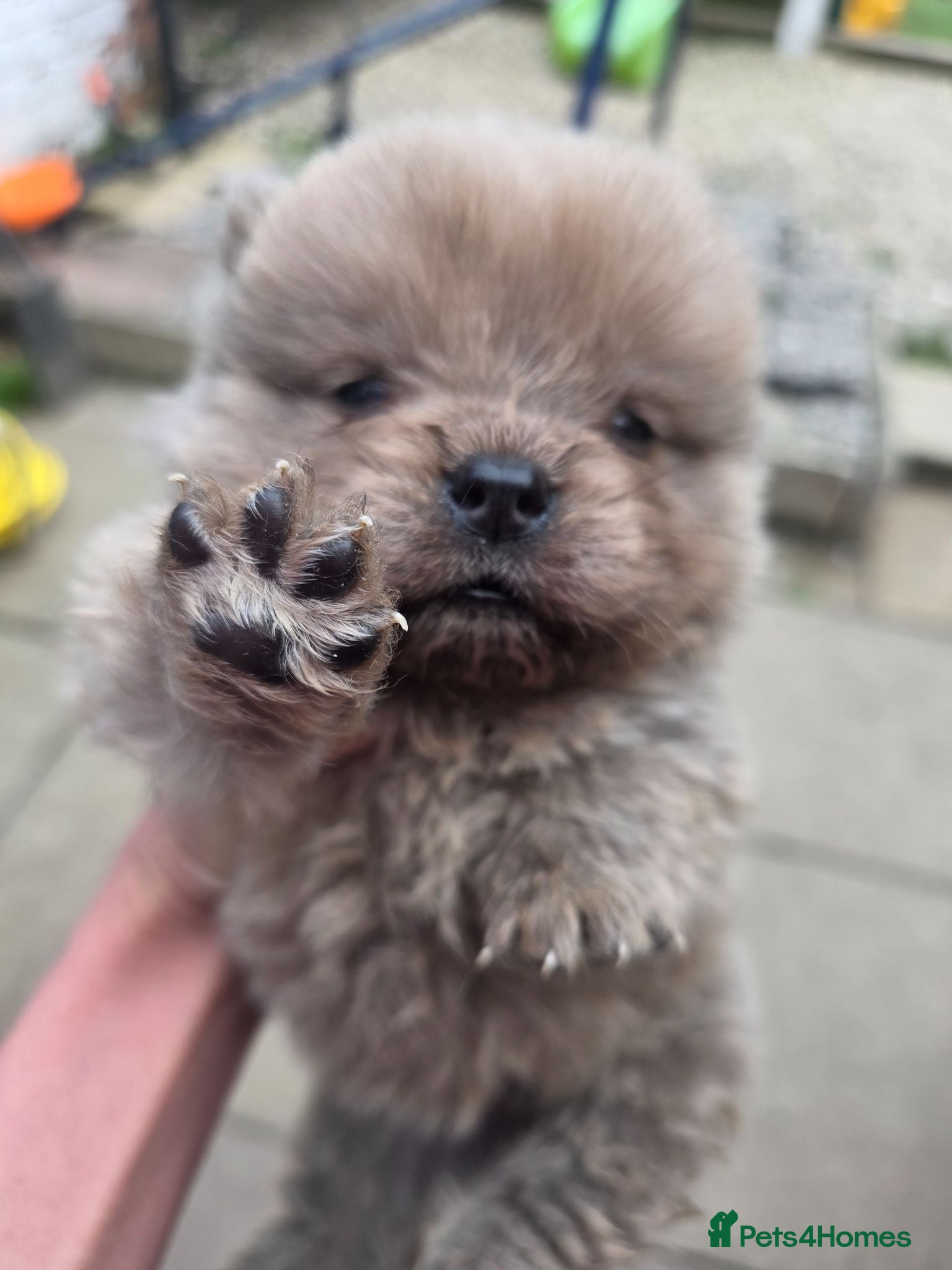 Chow Chow dogs KC REG CHOW CHOW PUPPIES - Advert 16