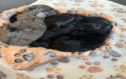 Maltipoo dogs for sale: F1 Toy Maltipoos - Image 19