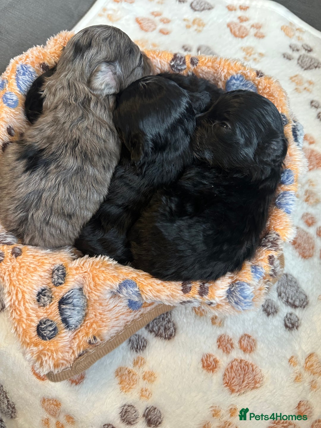 Maltipoo dogs for sale: F1 Toy Maltipoos - Image 19