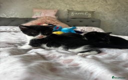 Domestic Shorthair cats for sale: 3 little girls available  - Image 5