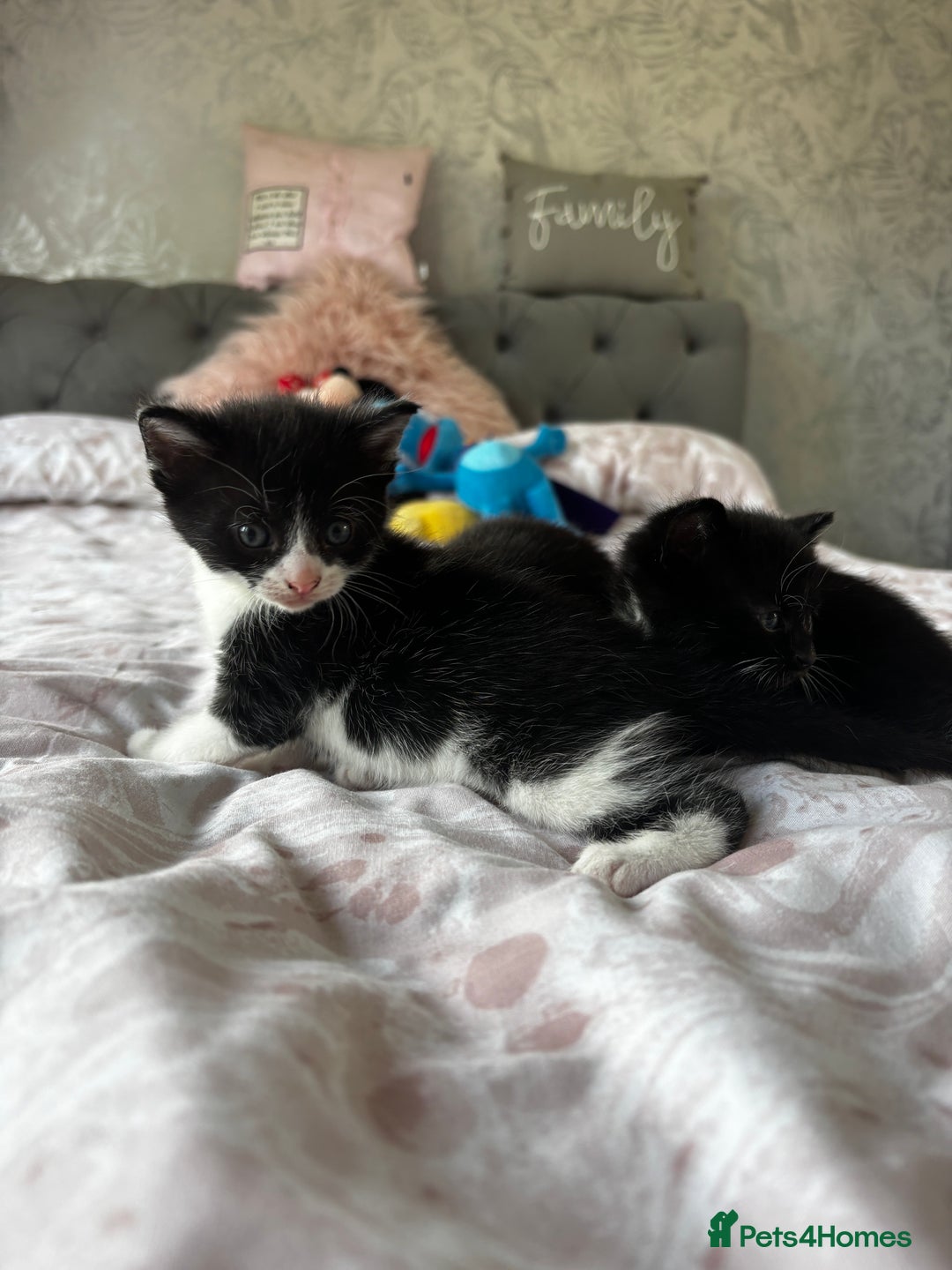 Domestic Shorthair cats for sale: 3 little girls available  - Image 5