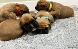 Boxer dogs for sale: Beautiful bob/tailed litter pure boxers  - Advert 6