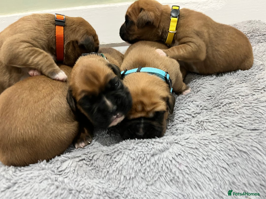 Boxer dogs for sale: Beautiful bob/tailed litter pure boxers  - Advert 6