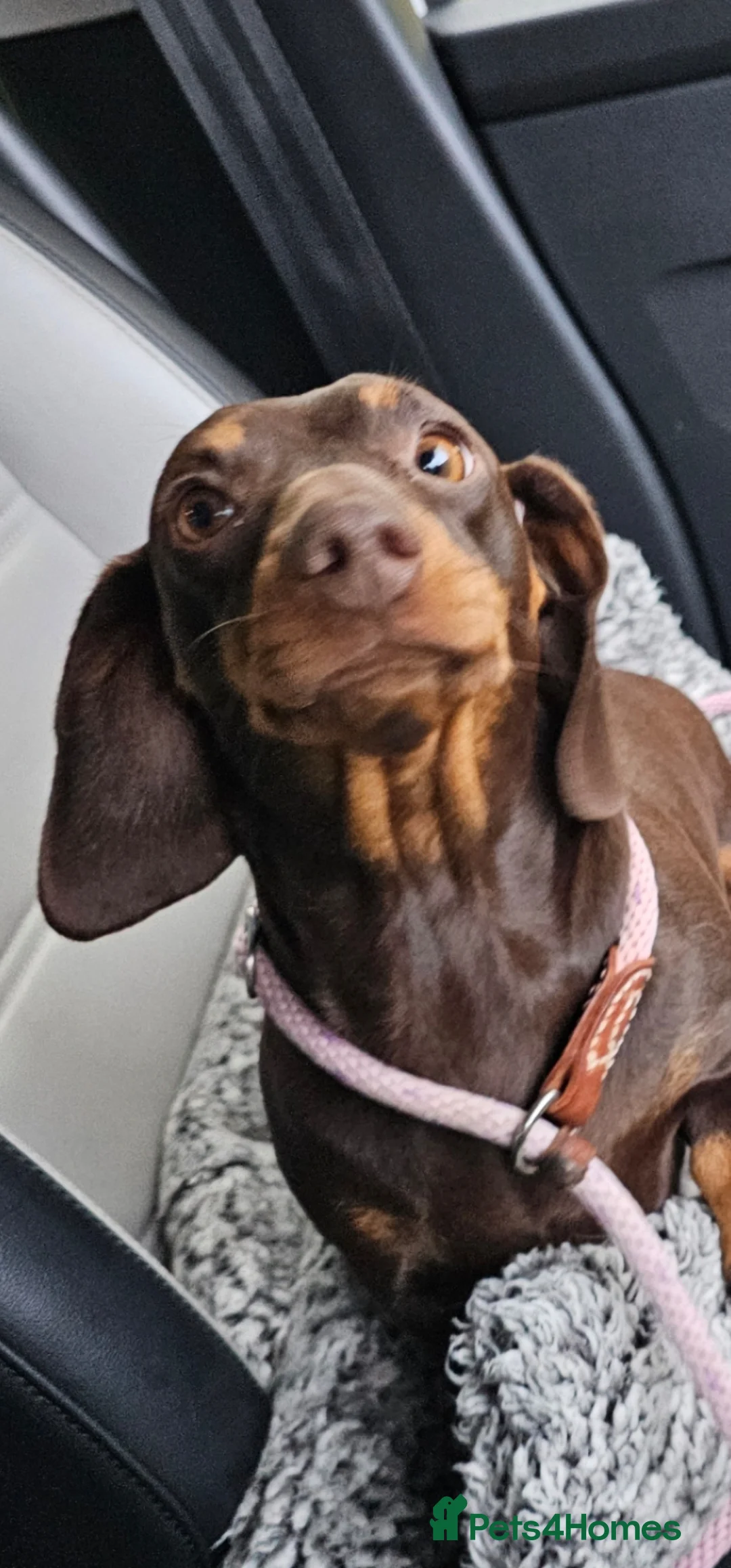 Miniature Dachshund dogs for sale: Beautiful champion lines girl  - Advert 2