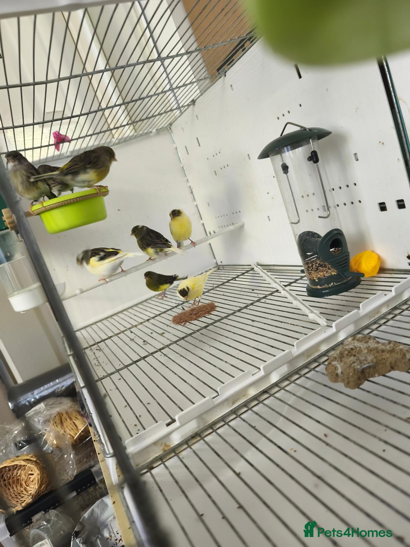 Canaries birds Canaries 15£ each the black and 20£ the yellow  - Advert 4