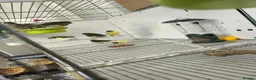 Canaries birds for sale: Canaries 15£ each the black and 20£ the yellow  - Advert 1