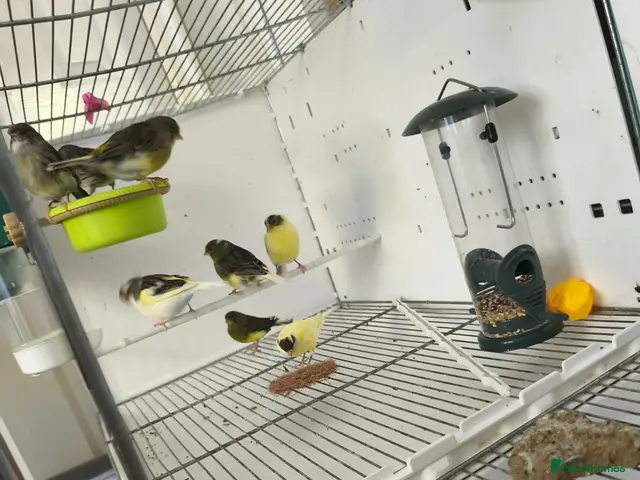 Canaries birds for sale: Canaries black and the yellow for 25£ each ( - Advert 4