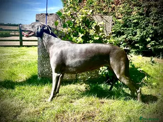 Whippet dogs for sale: *Sold* Exceptional KC Blue Whippet Puppy - Advert 2