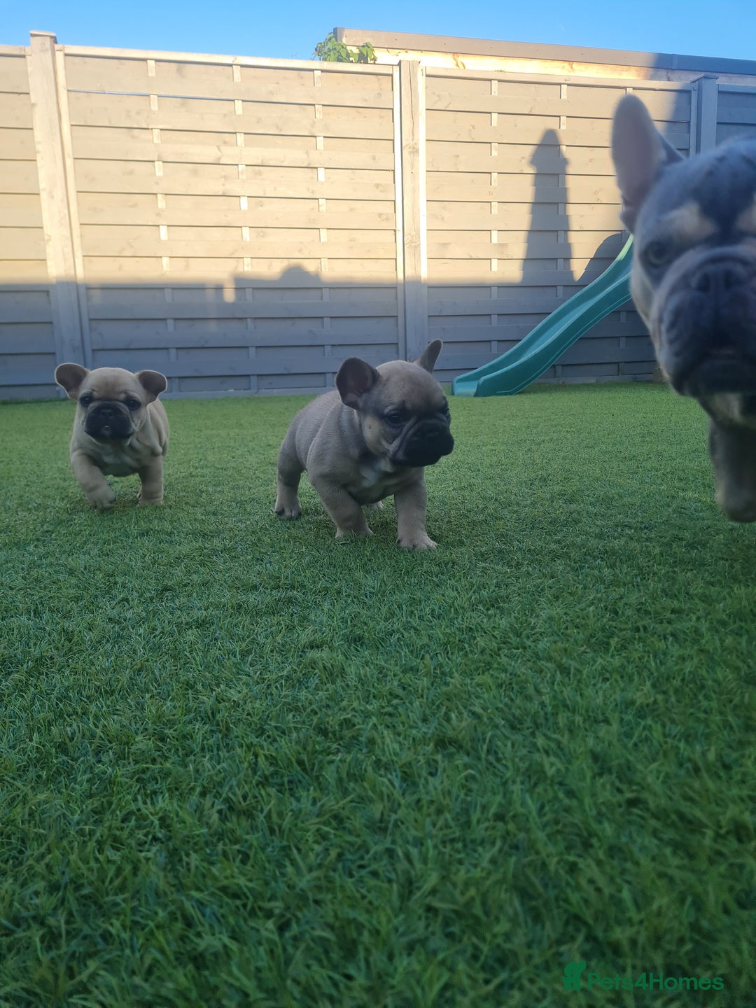 French Bulldog dogs for sale: French Bulldog puppies - Image 6