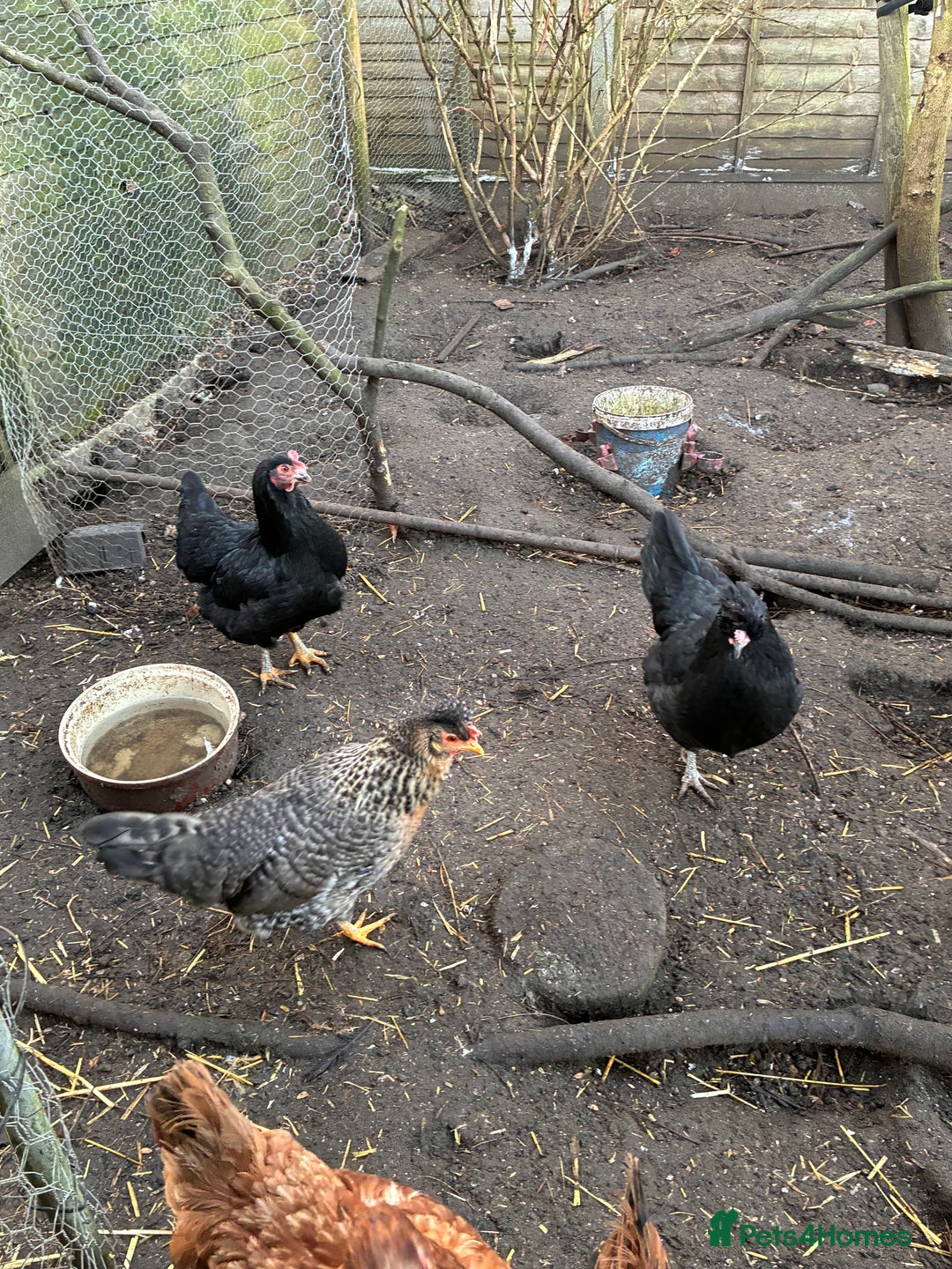 Chickens poultry for sale: 6 Chickens - Advert 3