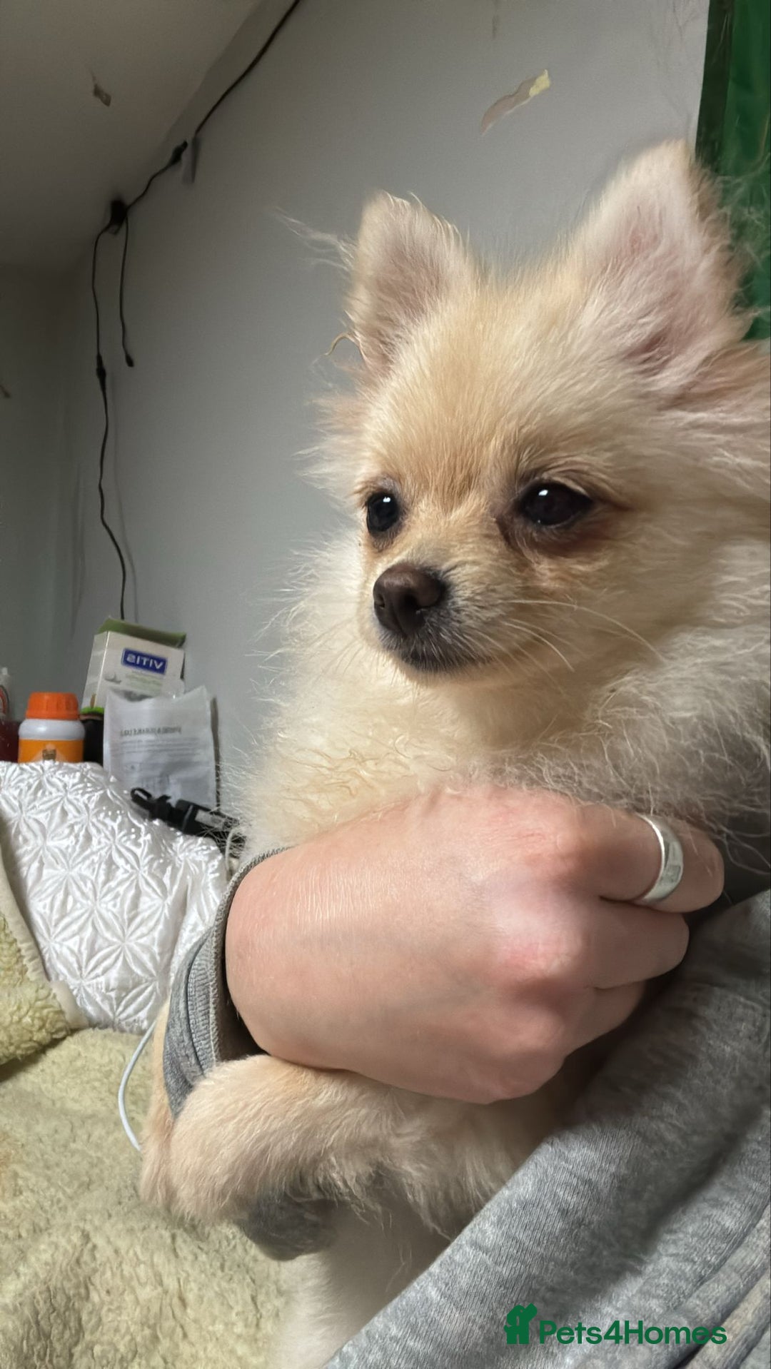 Pomeranian dogs for stud: Pomeranian for stud - Advert 4