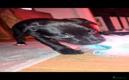 Staffordshire Bull Terrier dogs for sale: READY 7TH NOVEMBER ⭐️ 🐶 2 left ⭐️ staff pups  - Image 18