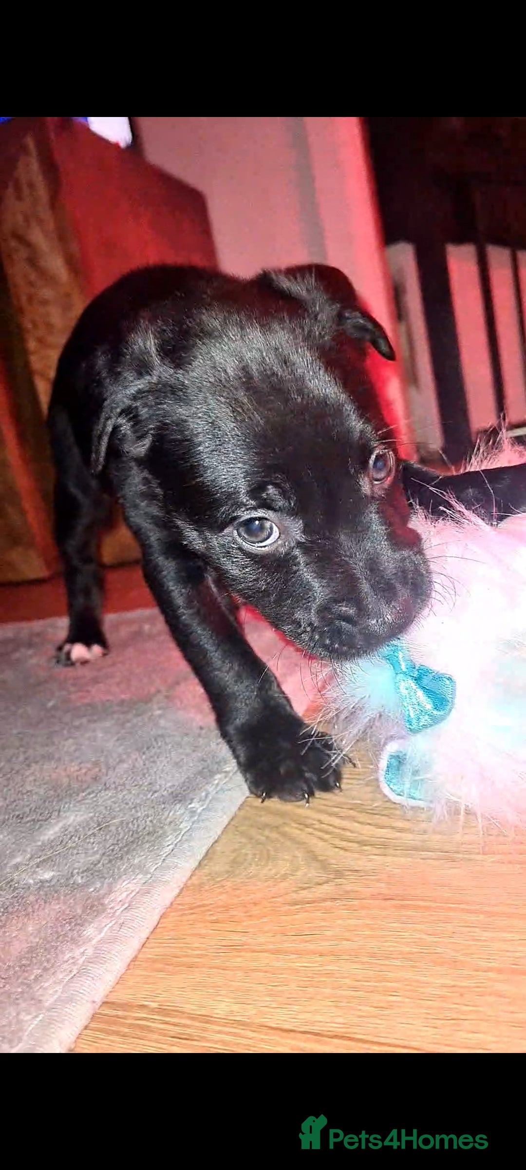 Staffordshire Bull Terrier dogs for sale: READY 7TH NOVEMBER ⭐️ 🐶 2 left ⭐️ staff pups  - Image 18