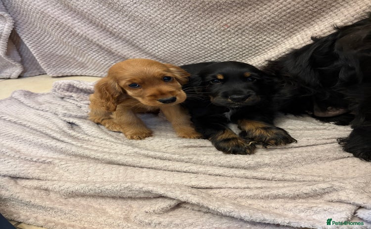 Cocker Spaniel dogs - Advert 15