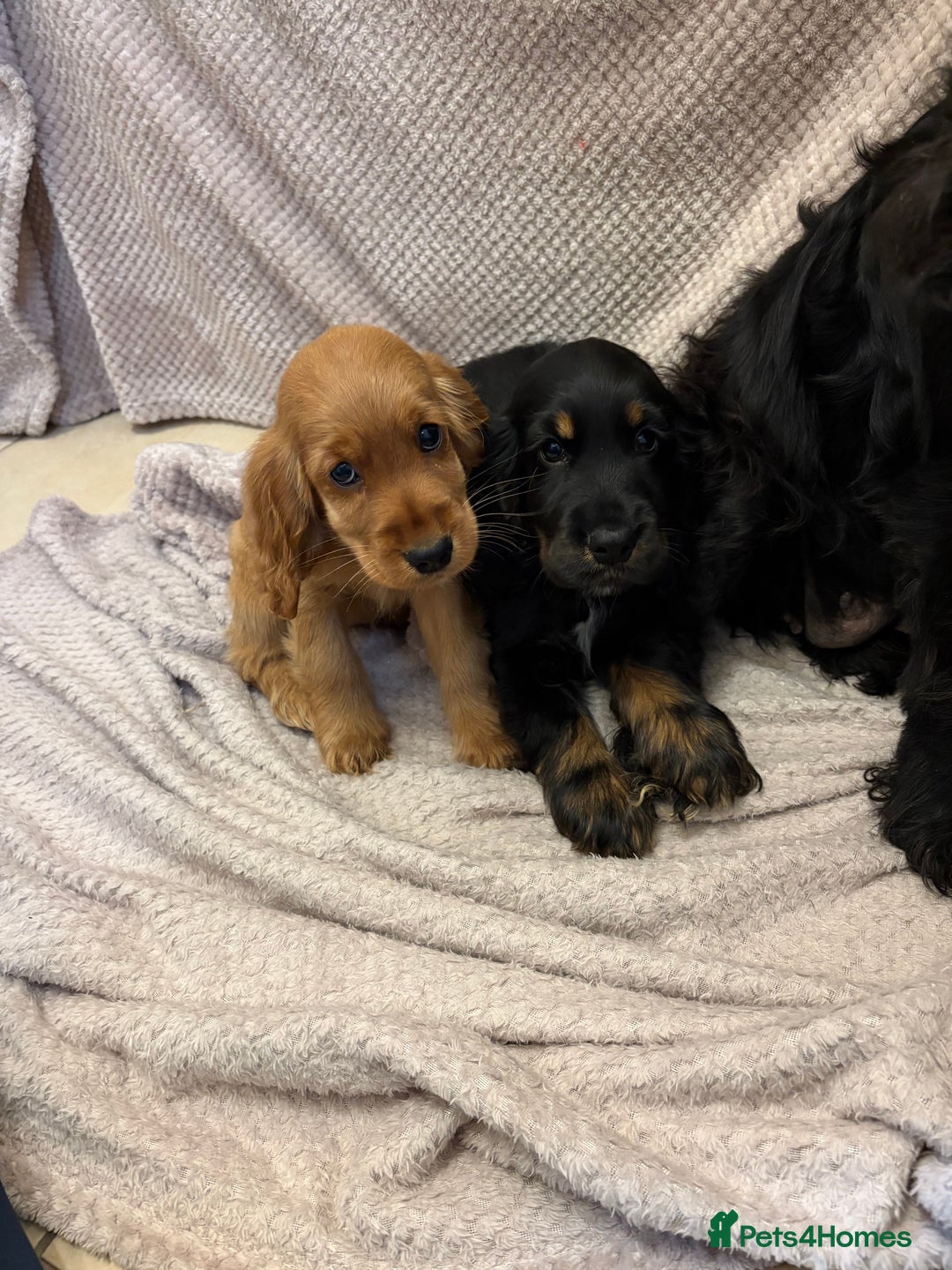Cocker Spaniel dogs for sale: Show type cocker spaniels puppies  - Image 1