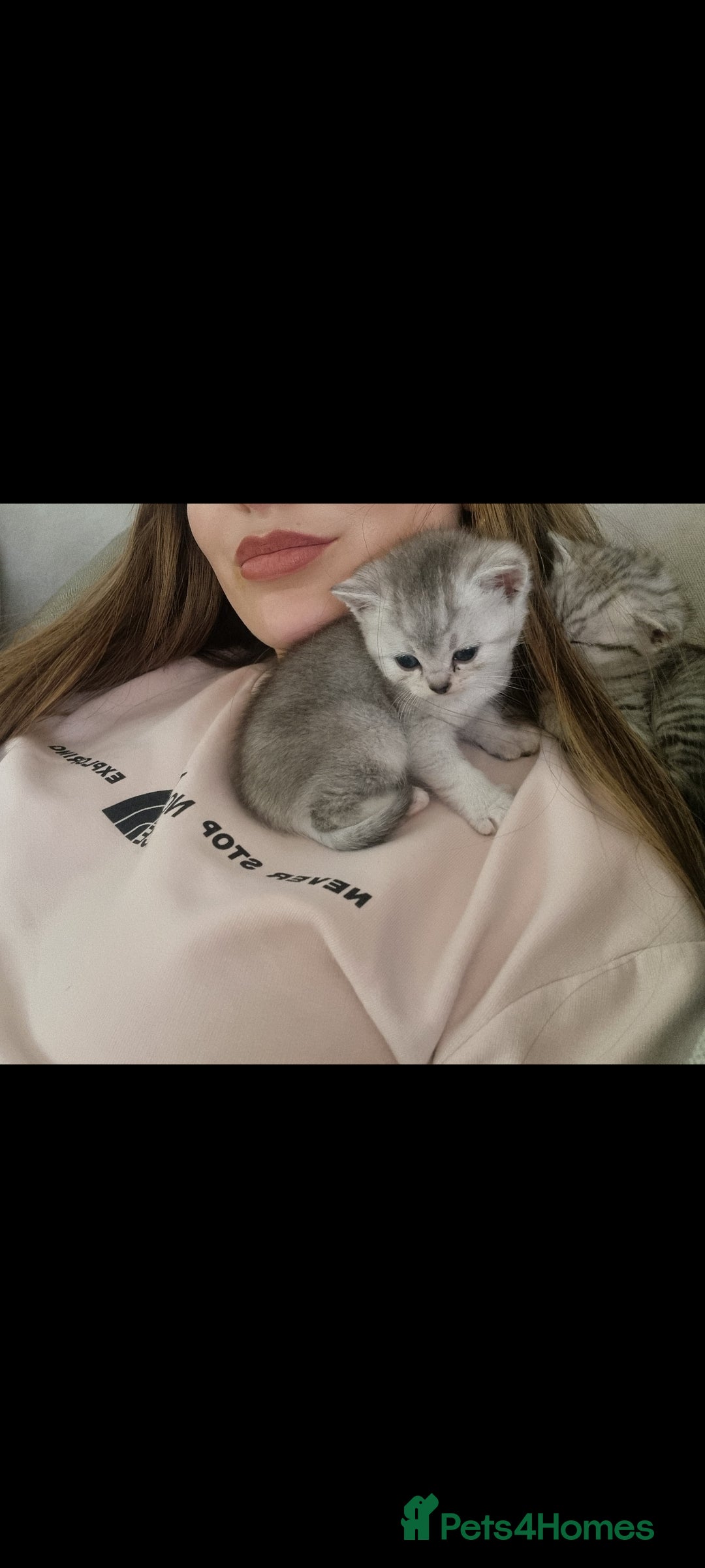 British Shorthair cats for sale: Blue eyed Silver tabby shaded BSH x Russian blue  - Image 11