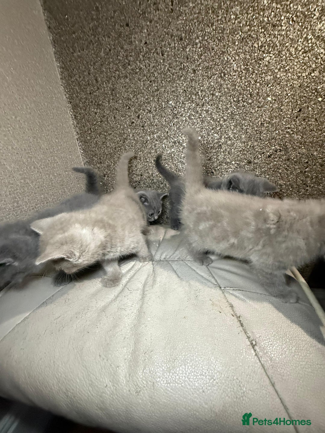 British Shorthair cats for sale: British Shorthair kitten  - Image 28