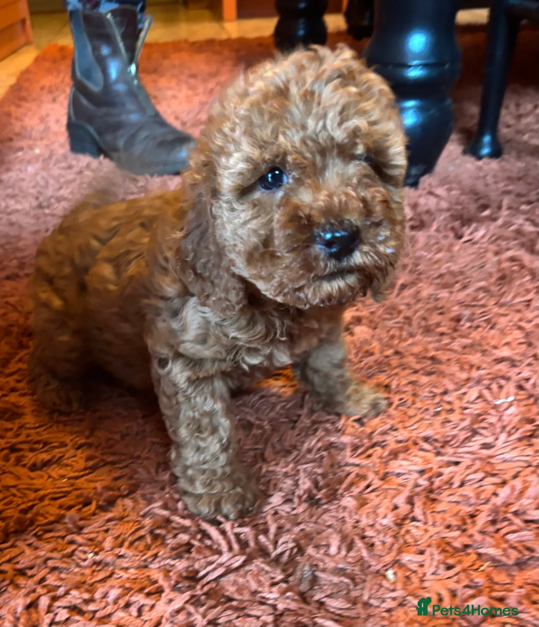 Cockapoo dogs for sale: My cockerpoo puppies - Advert 2