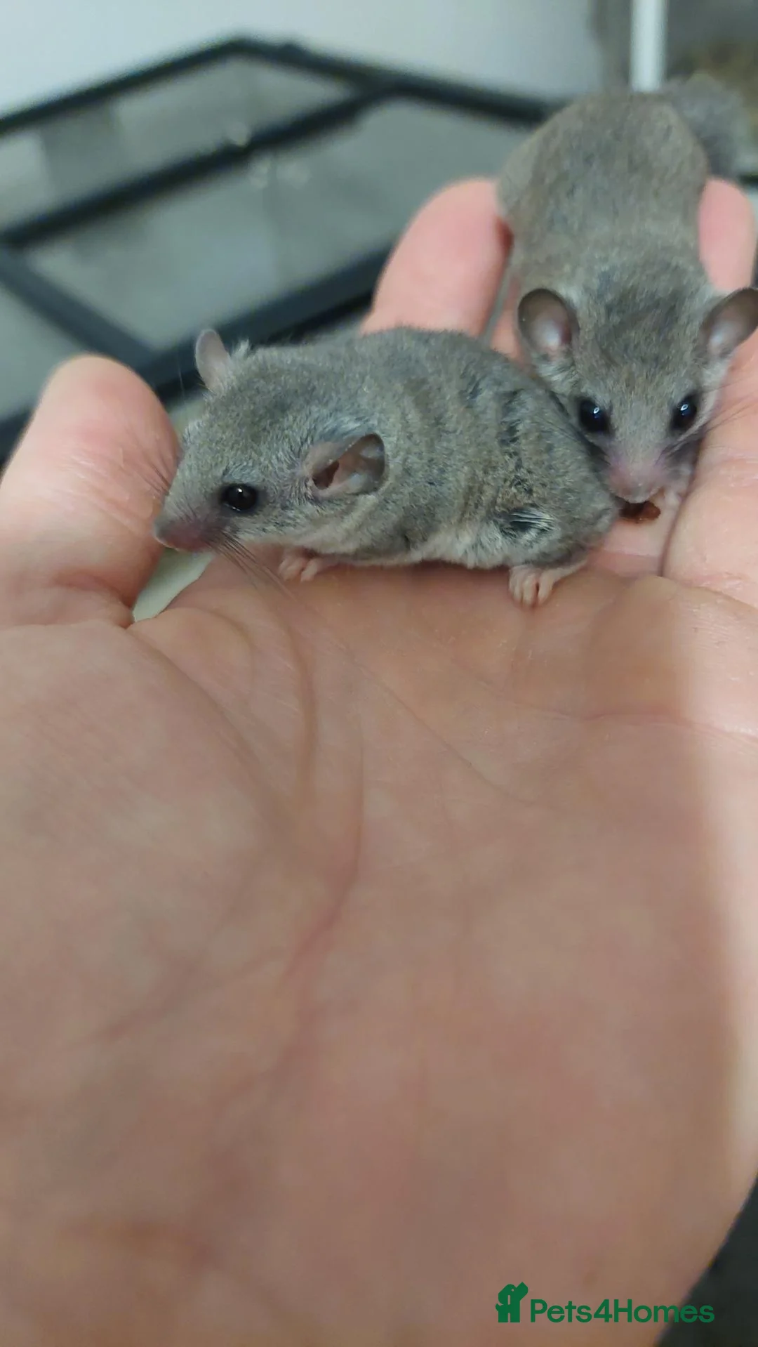 Mouse rodents for sale: African pygmy Dor mice - Advert 2