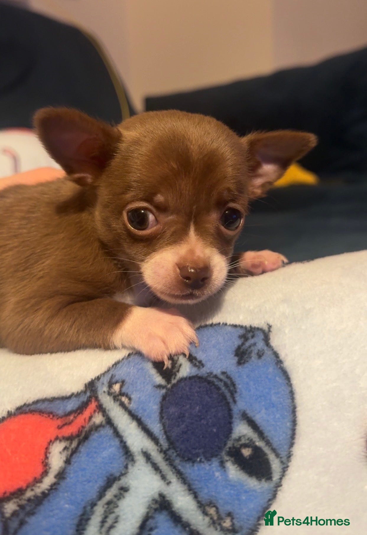 Chihuahua dogs Chihuahua puppies for sale - Advert 1