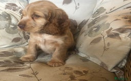 Cocker Spaniel dogs for sale: 4 stunning cocker spaniel puppies  - Image 15