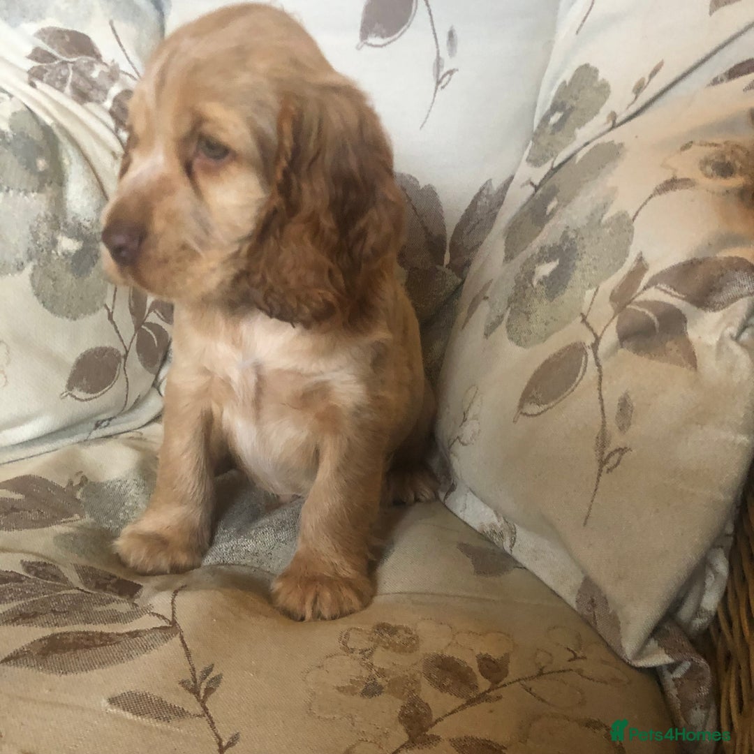 Cocker Spaniel dogs for sale: 4 stunning cocker spaniel puppies  - Image 15