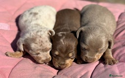 Miniature Dachshund dogs for sale: Miniature dachshund puppy’s ❤️ - Image 1