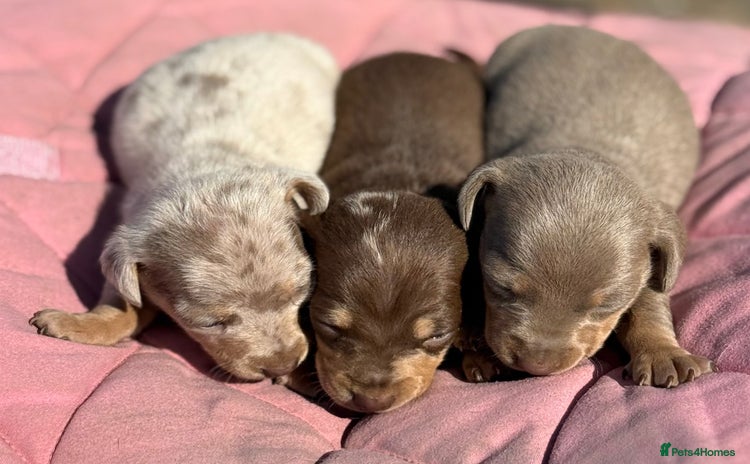 Miniature Dachshund dogs - Advert 2