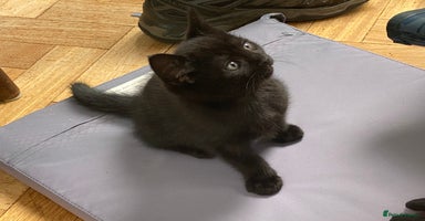Domestic Shorthair cats - Advert 13