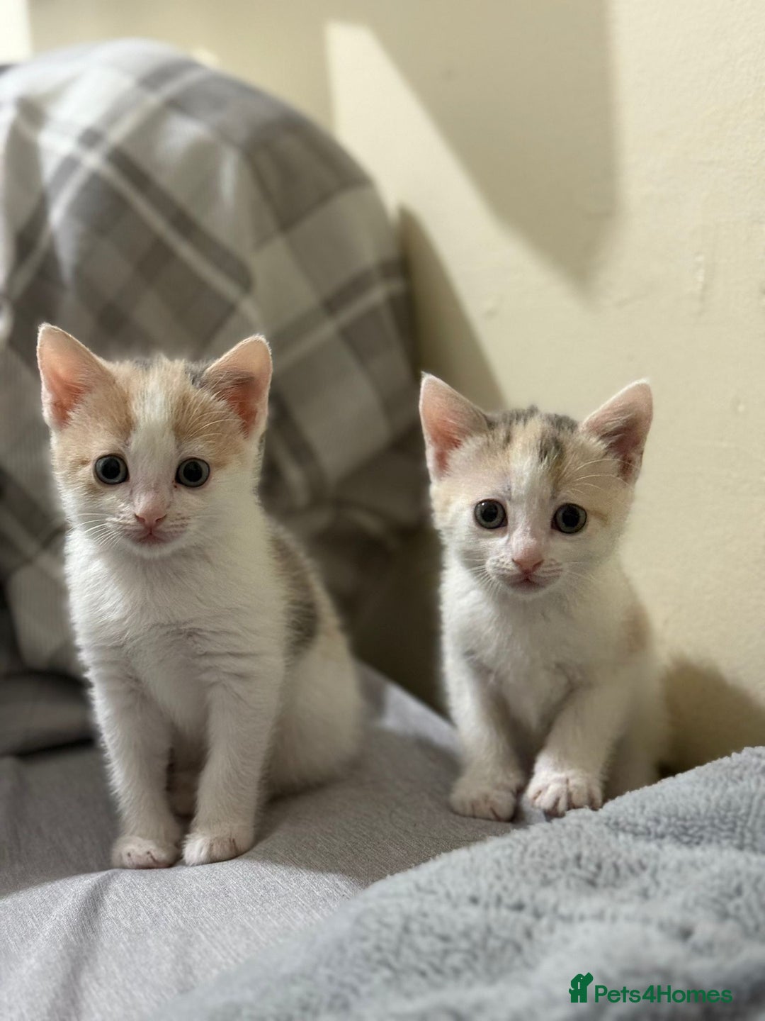 Mixed Breed cats for sale: Kittens for sale - Advert 6