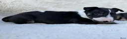 English Bull Terrier dogs for sale: Champion Bloodline English Bull Terrier Puppies - Advert 22