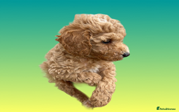 Cockapoo dogs for sale: F1B cockapoo puppys - Image 9