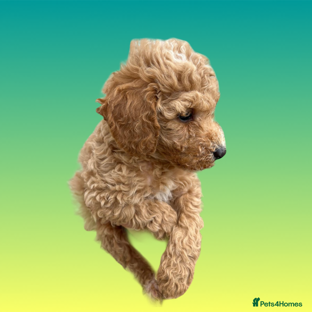 Cockapoo dogs for sale: F1B cockapoo puppys - Image 9