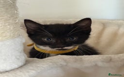 Mixed Breed cats for sale: Black and White kittens left! Ready Now!!  - Image 18