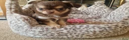 Chihuahua dogs for sale: Long coat Chihuahua puppies  - Advert 7