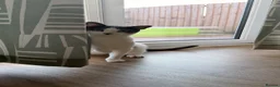 Mixed Breed cats for sale: Sweet and cute male cat - Advert 3
