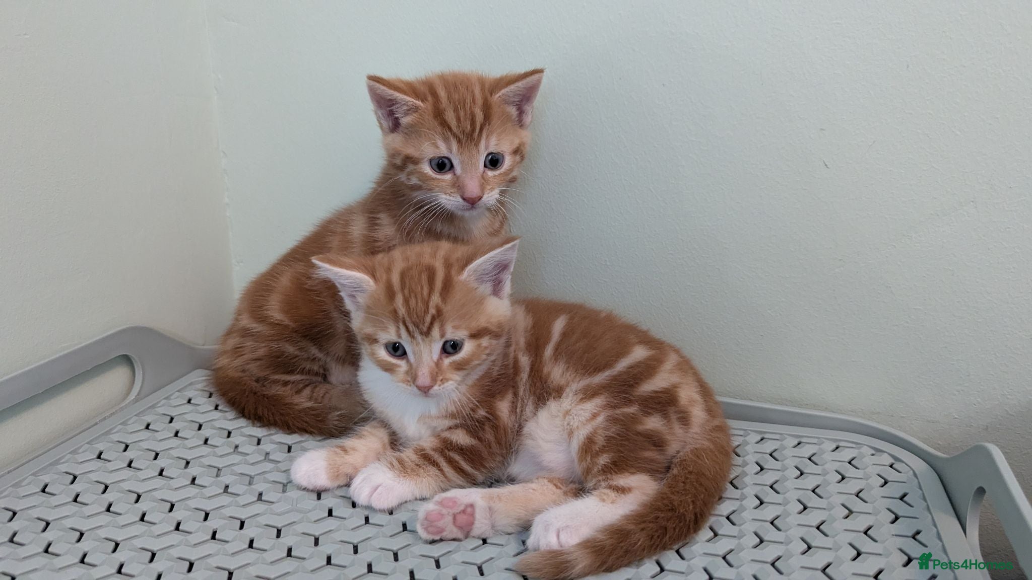 Mixed Breed cats Beautiful ginger kittens looking for new home - Advert 3