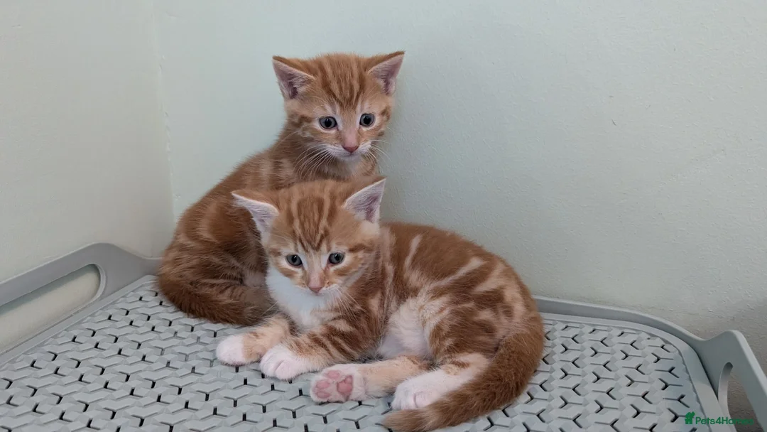 Mixed Breed cats for sale: Beautiful ginger kittens looking for new home - Advert 2