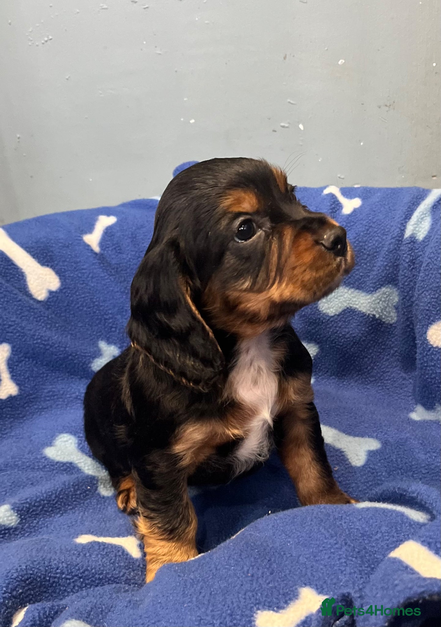 Cocker Spaniel dogs for sale: KC Cocker Spaniel puppies in Abertillery - Advert 7