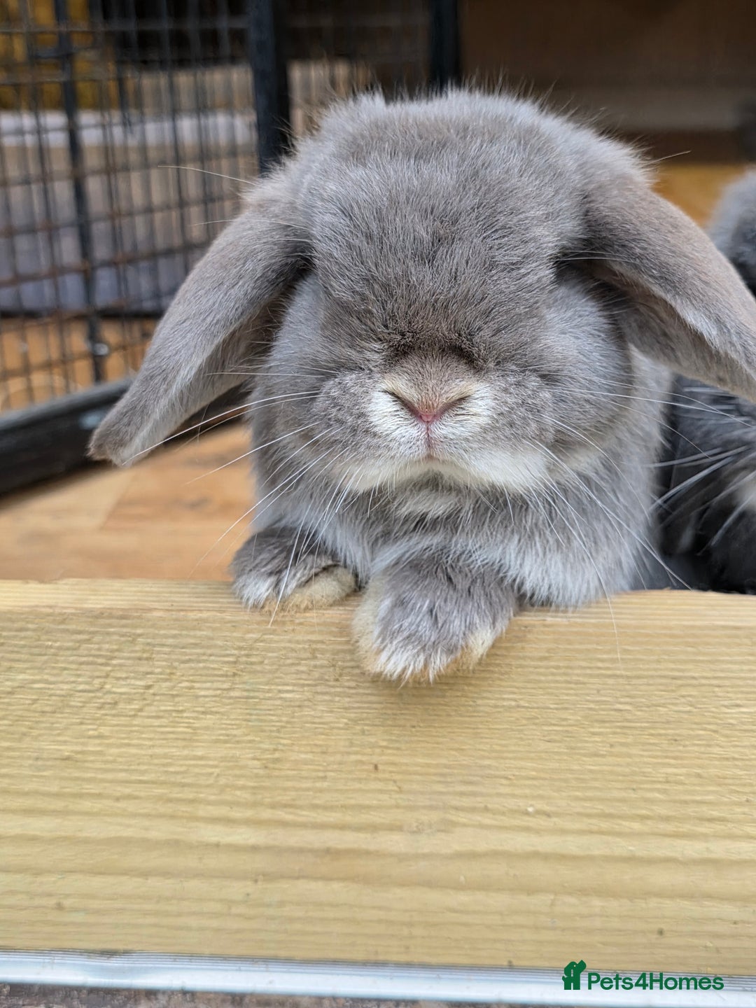 Mini Lop rabbits for sale: Two mini lops looking fir loving homes  - Advert 4