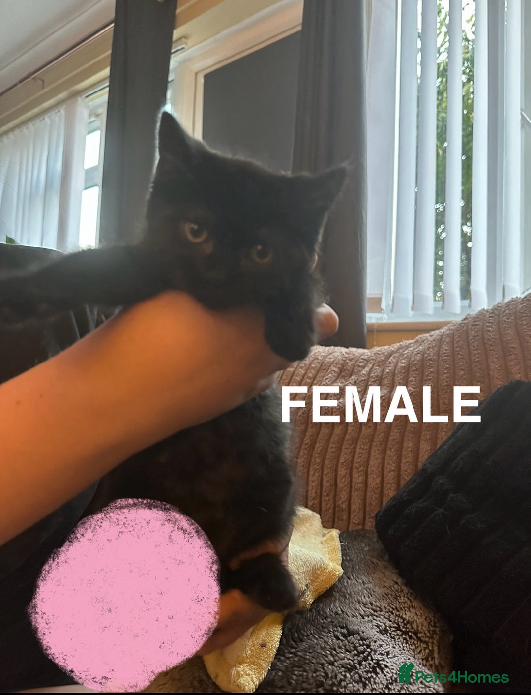 British Shorthair cats for sale: Beautiful Lively Kittens   - Image 6